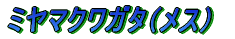 ノコギリクワガタ